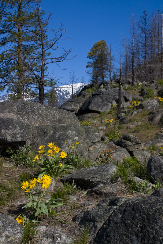 Arrow-Leaved Basalmroot On Rock Slope